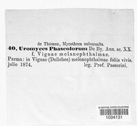 Uromyces appendiculatus image